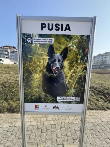 Wystawa czworonogów ze schroniska w Pudwągach	