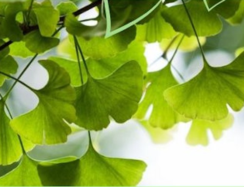 Zielnik Biblioteczny z miłorzębem japońskim